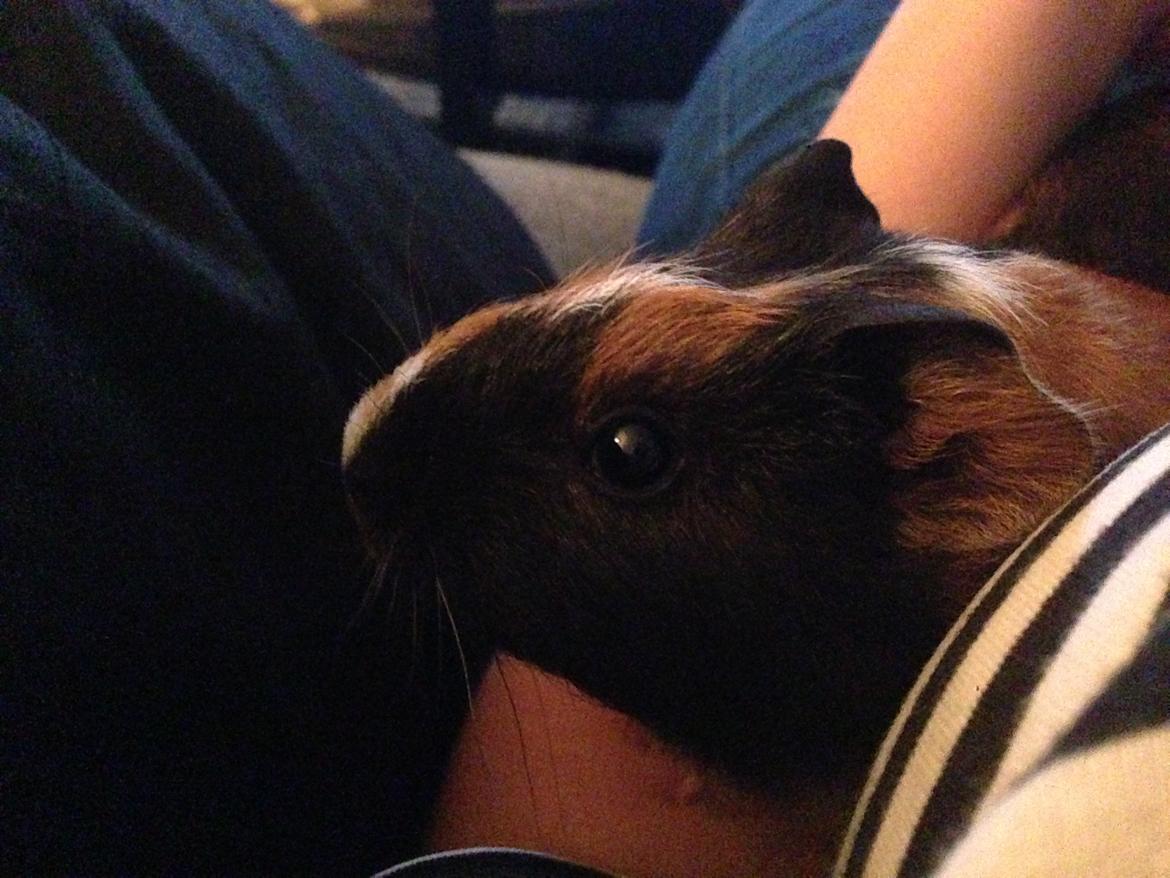 Marsvin Hassel billede 17