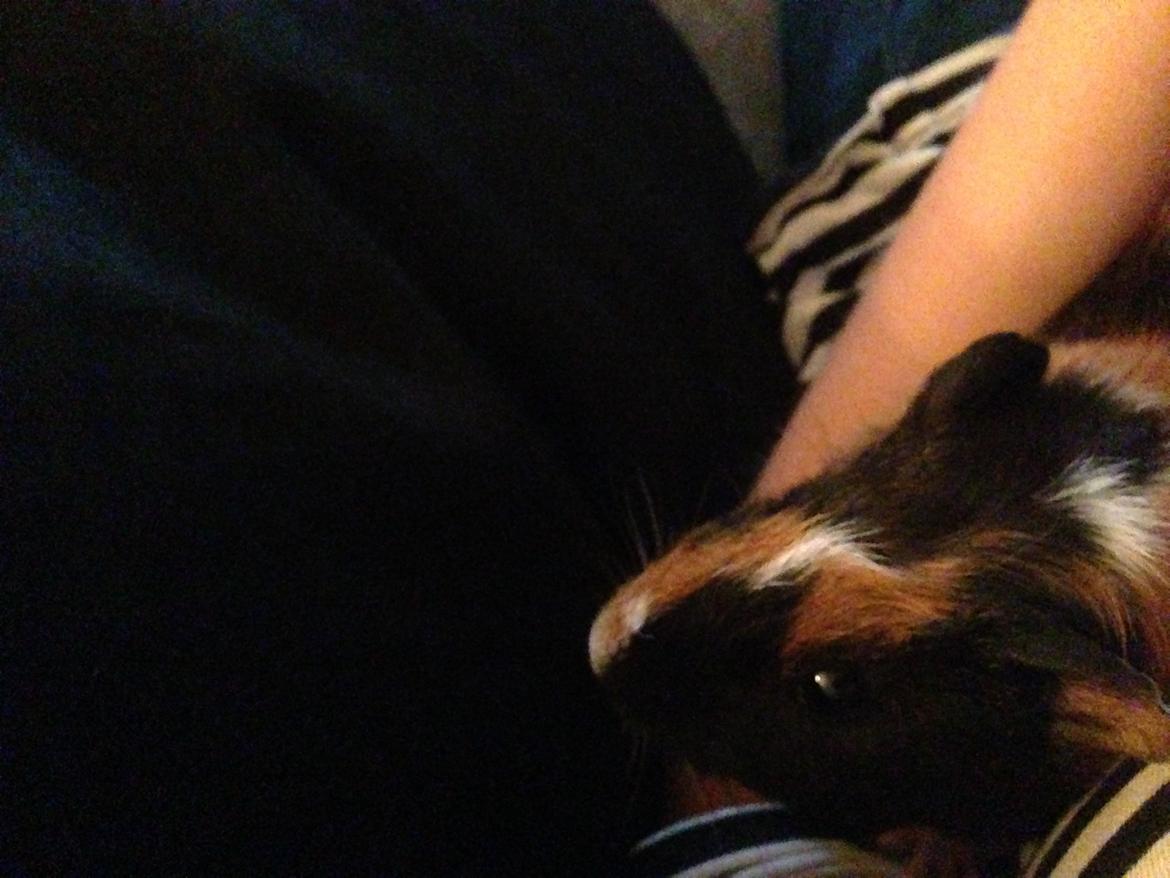 Marsvin Hassel billede 18