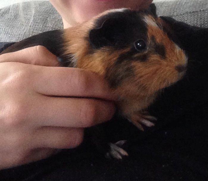 Marsvin Hassel billede 19