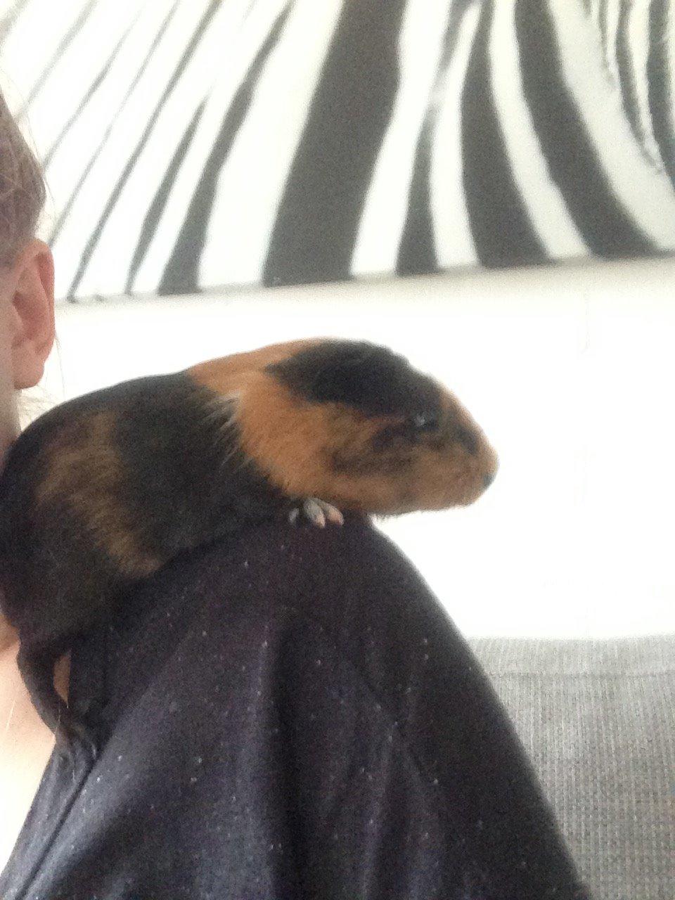 Marsvin Hassel billede 20