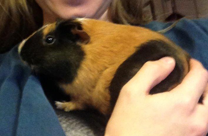 Marsvin Hassel billede 21