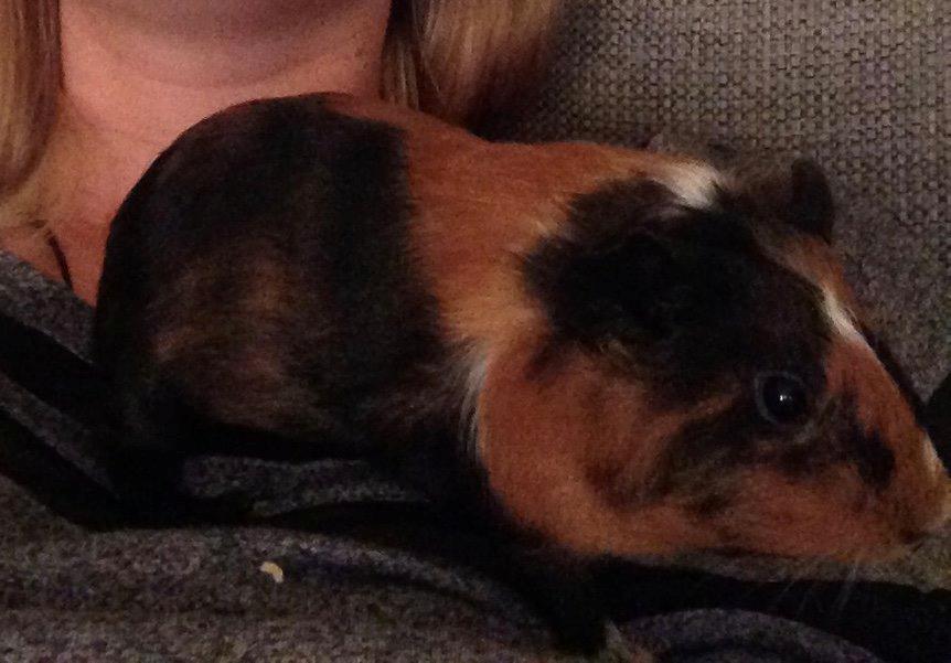 Marsvin Hassel billede 16