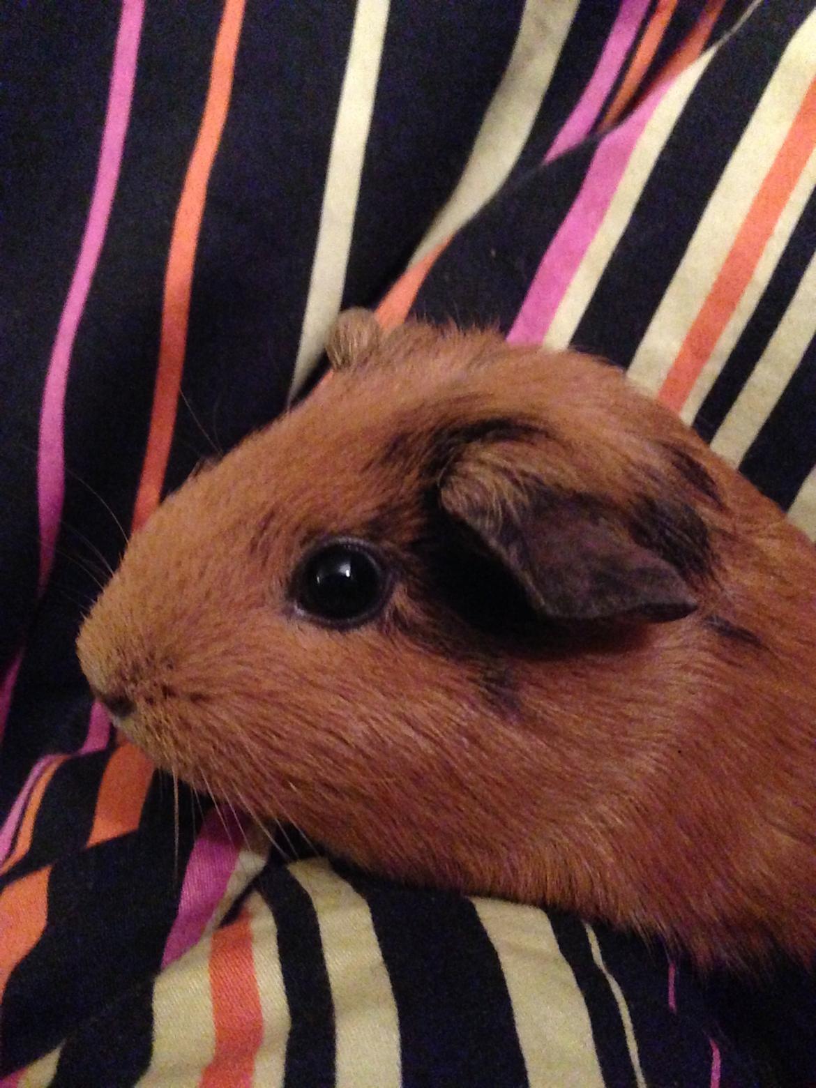 Marsvin Arno billede 10