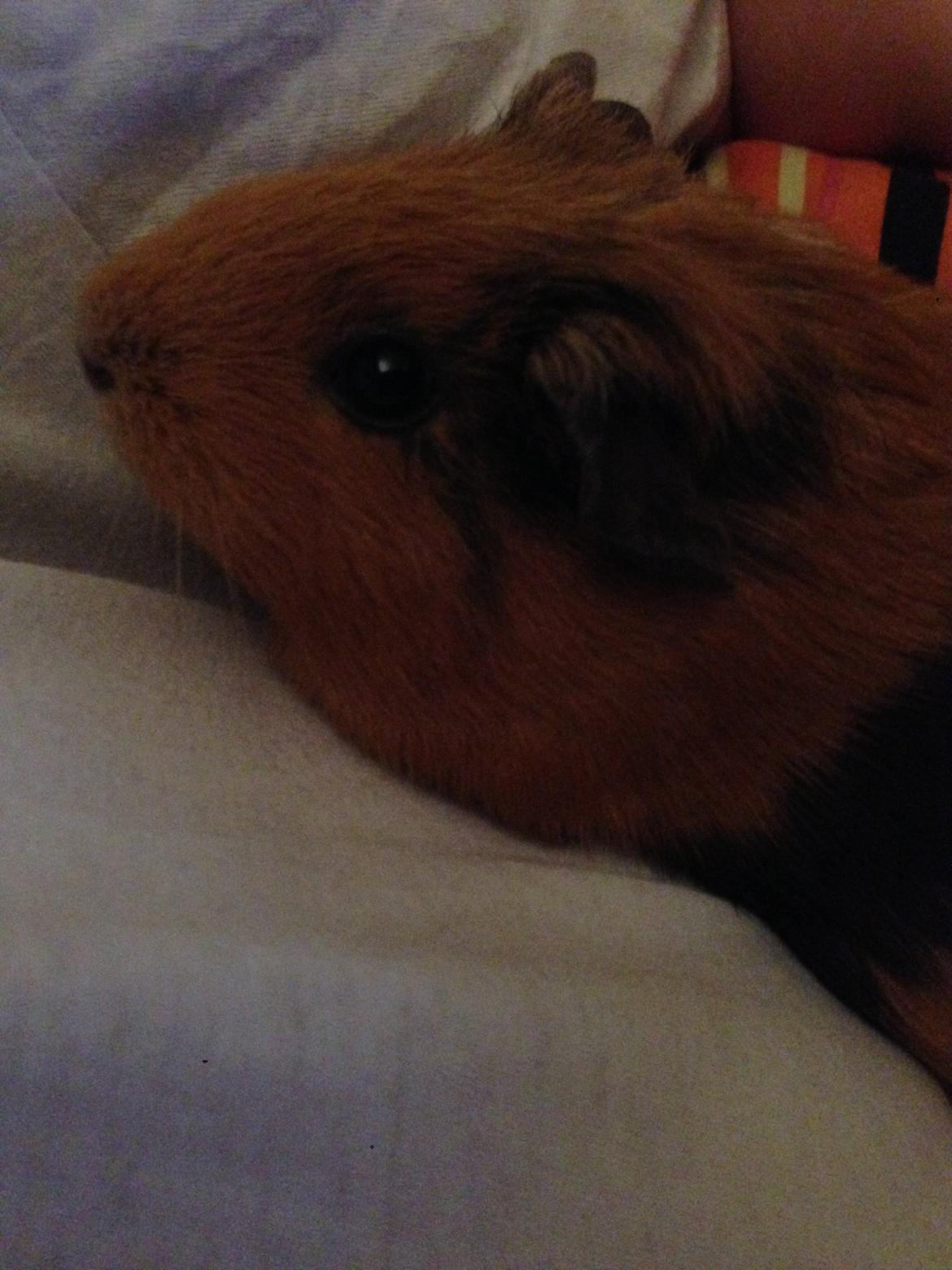 Marsvin Arno billede 11