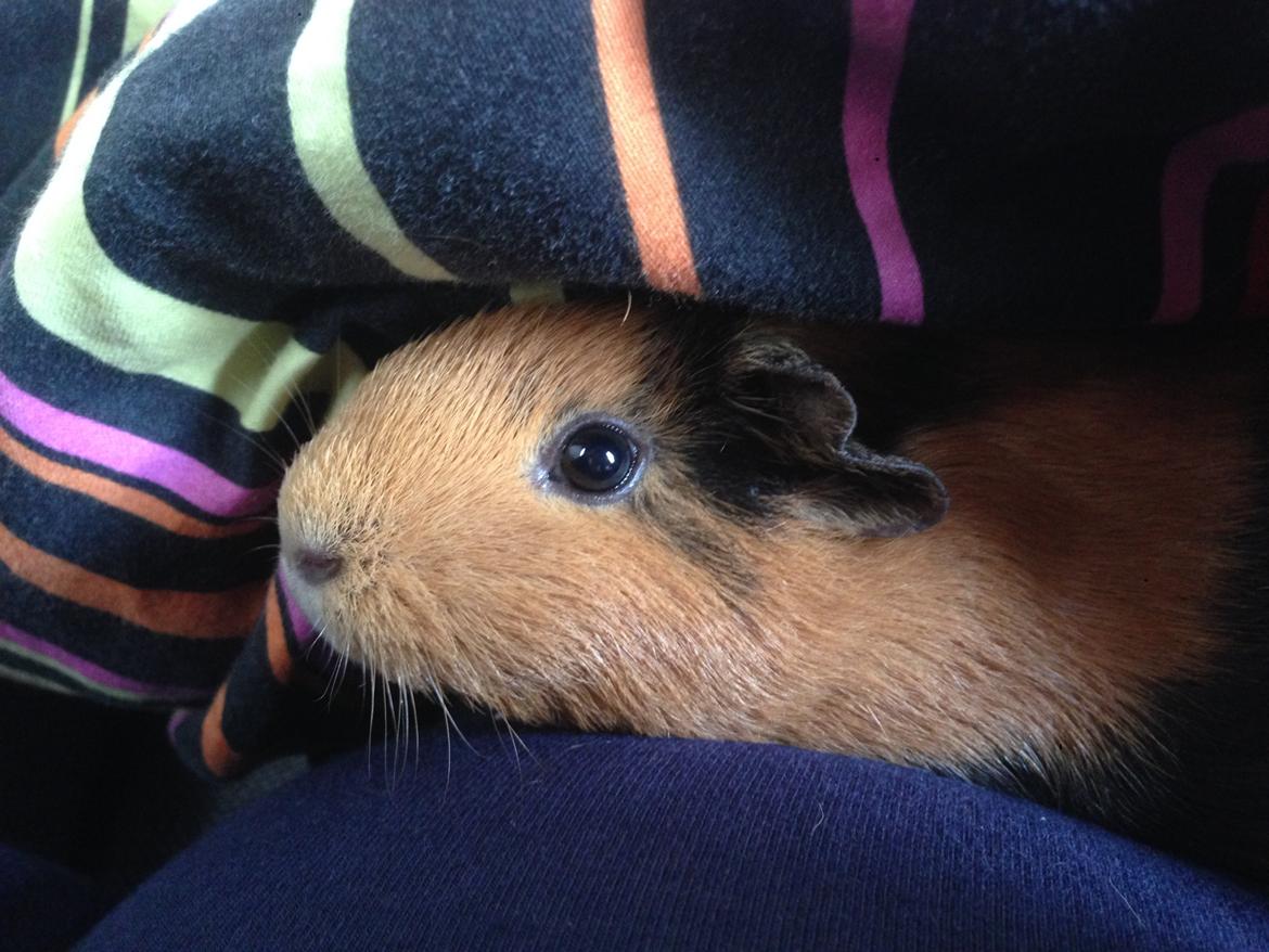 Marsvin Arno billede 12