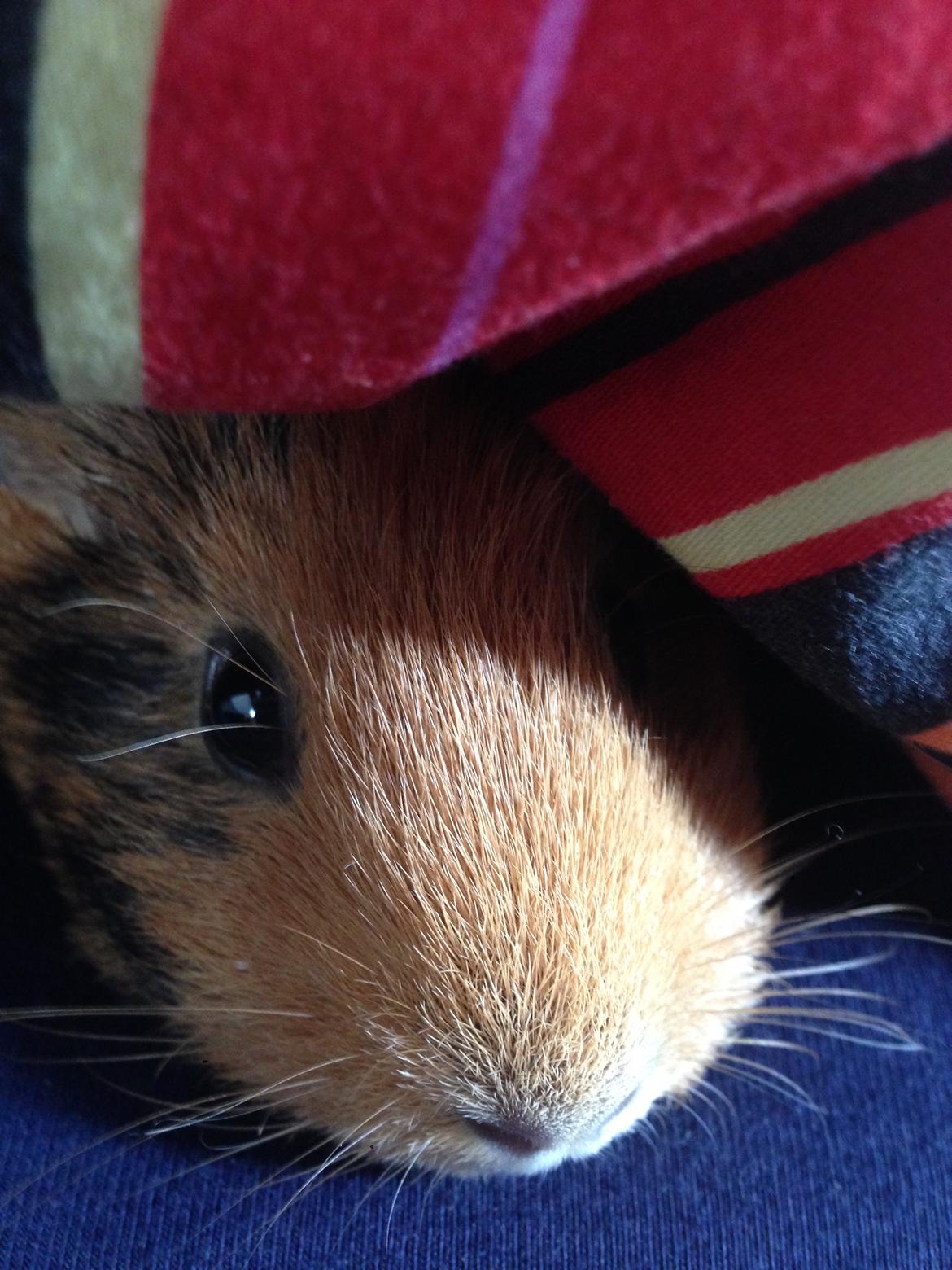 Marsvin Arno - Puttegris billede 13