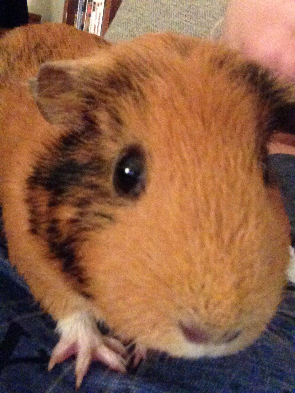 Marsvin Arno billede 14