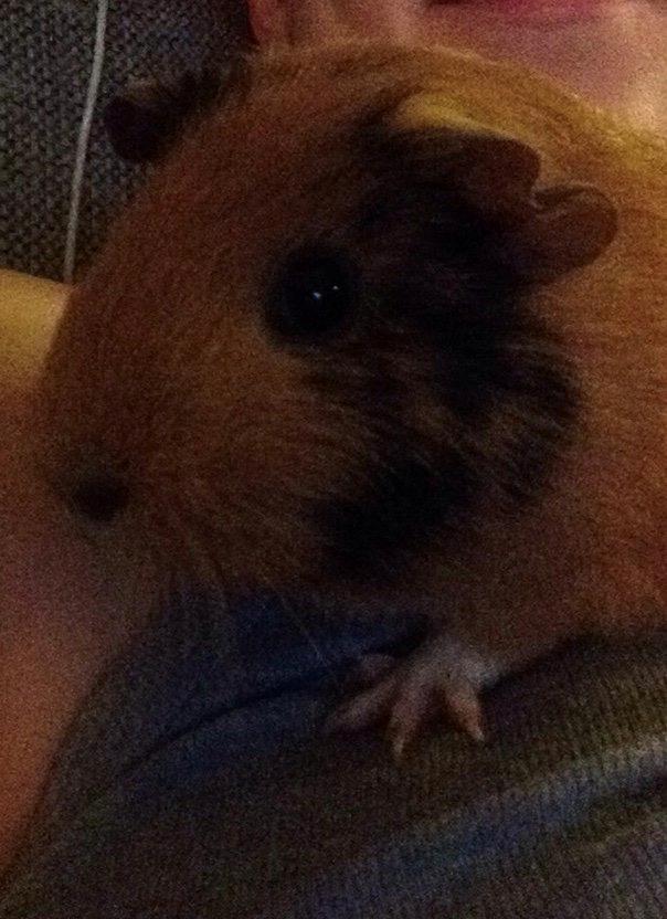 Marsvin Arno billede 15