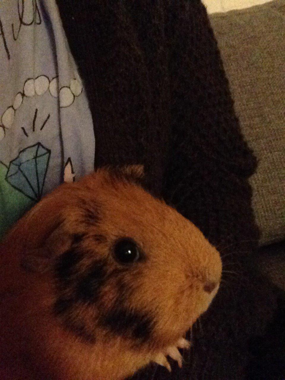 Marsvin Arno billede 16