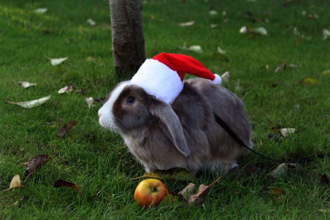 Kanin Luca *R.I.P*<3 billede 2