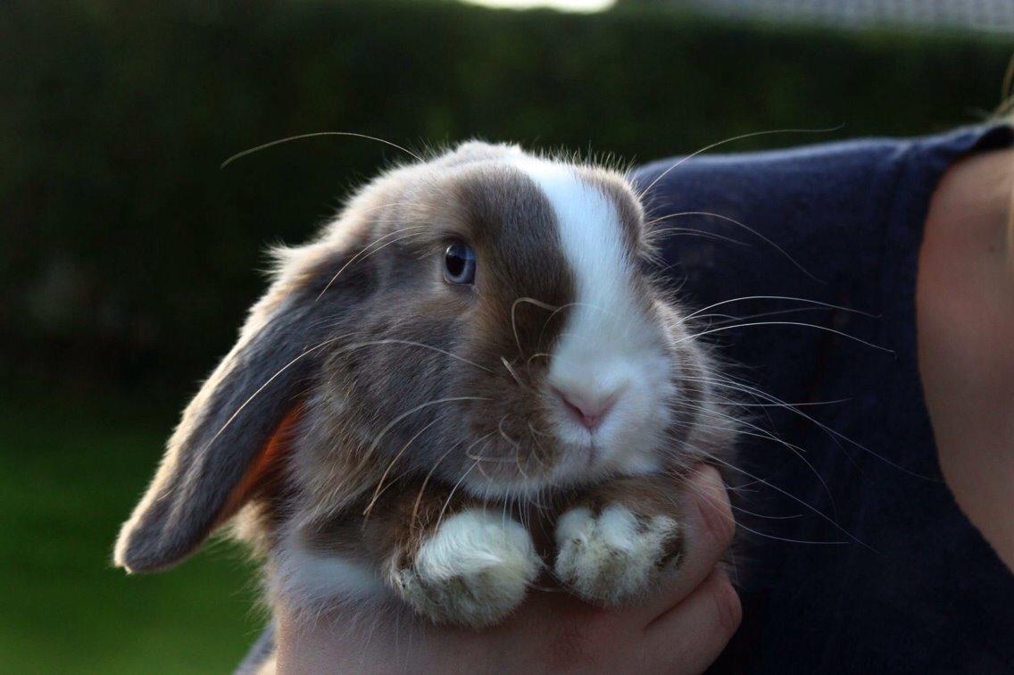 Kanin Luca *R.I.P*<3 billede 1