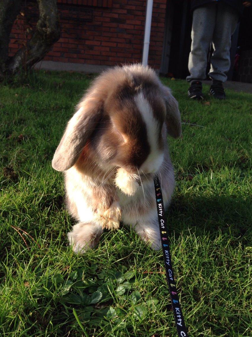 Kanin Luca *R.I.P*<3 billede 15