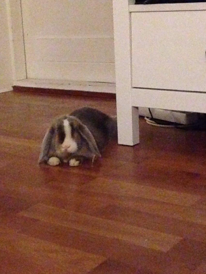 Kanin Luca *R.I.P*<3 billede 16