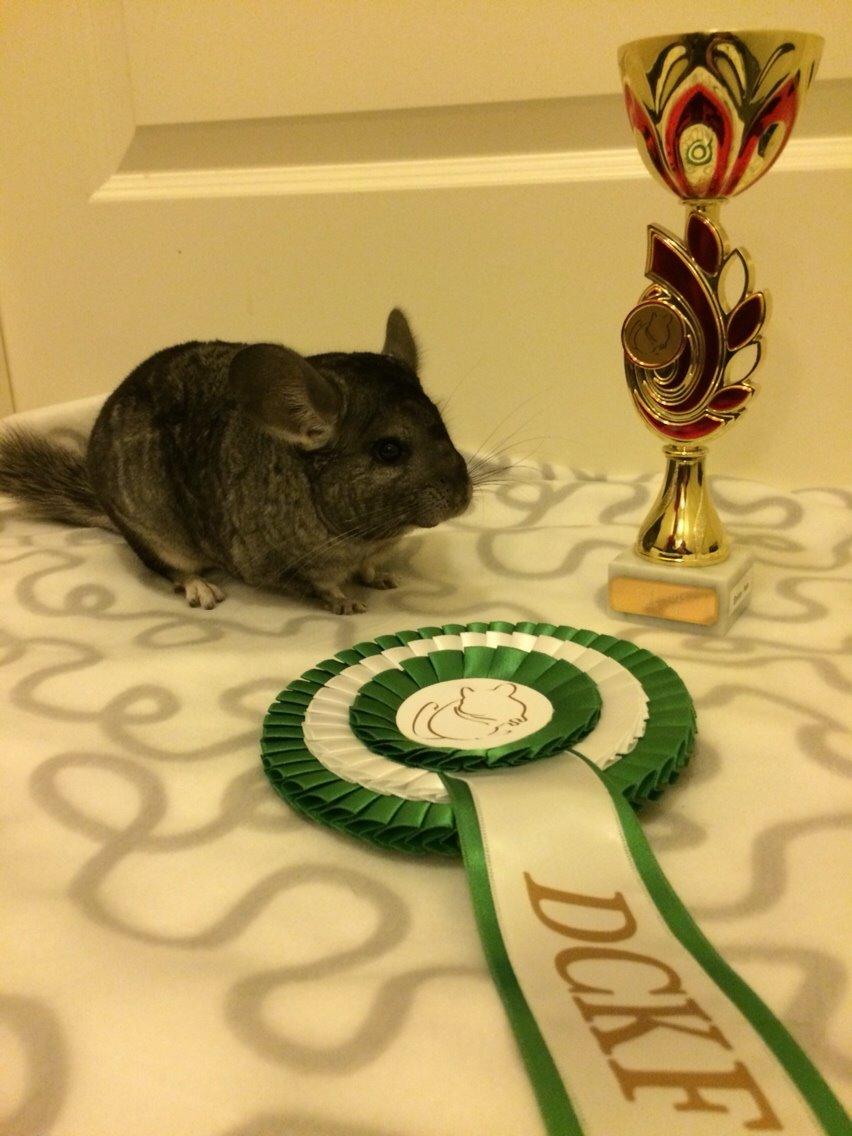 Chinchilla JHP's Rita billede 10