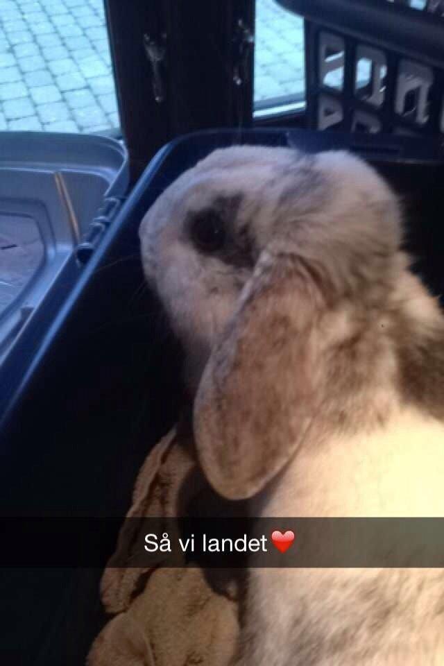 Kanin Semba! <3 - så er vi hjemme! billede 1