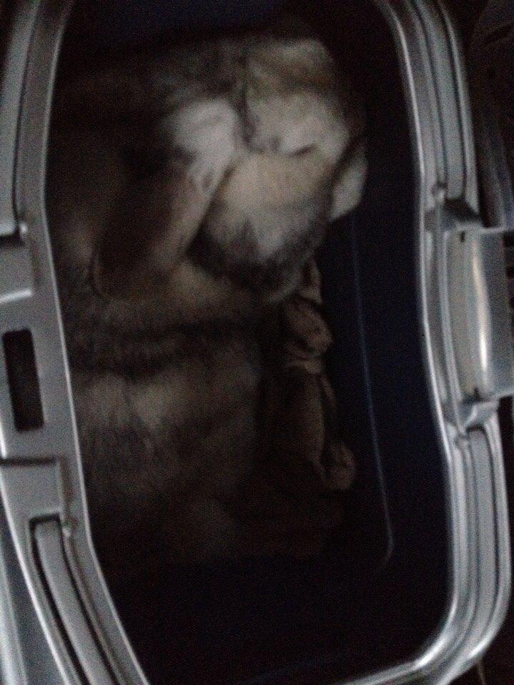 Kanin Semba! <3 - uhh... i transportbur, hjem til ny ejer? billede 2