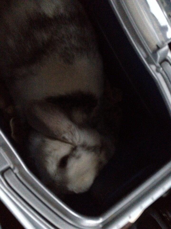 Kanin Semba! <3 billede 3