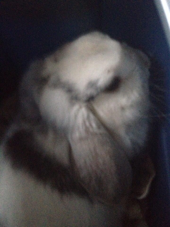 Kanin Semba! <3 - er vi snart hjemme?  billede 4