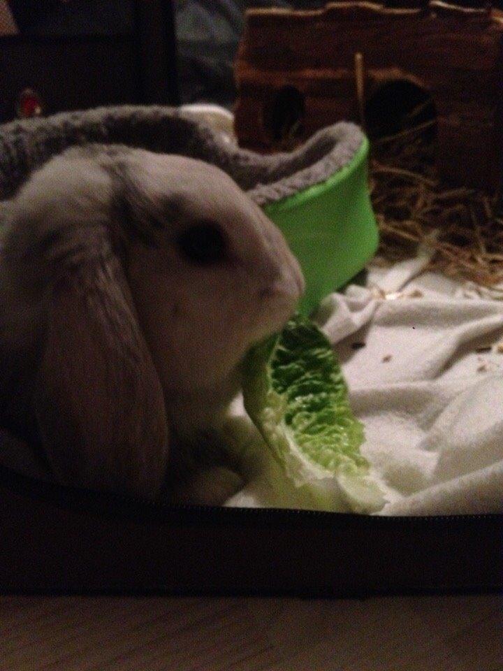 Kanin Semba! <3 - omg! har fået ny livret!! billede 5