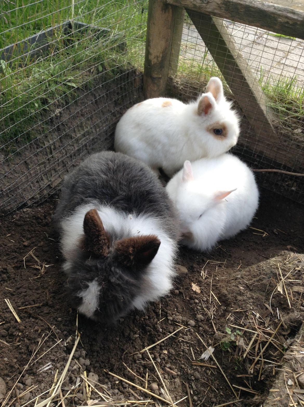 Kanin Blackie billede 2