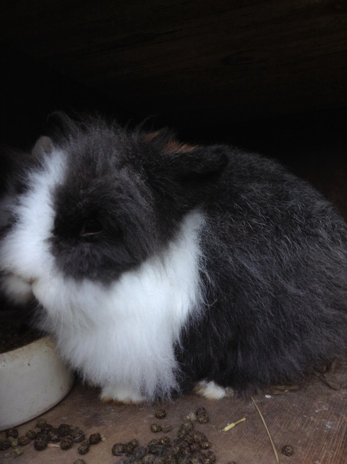 Kanin Blackie billede 3