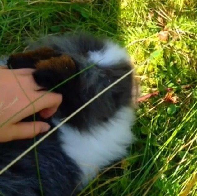 Kanin Blackie billede 4