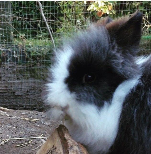 Kanin Blackie billede 5