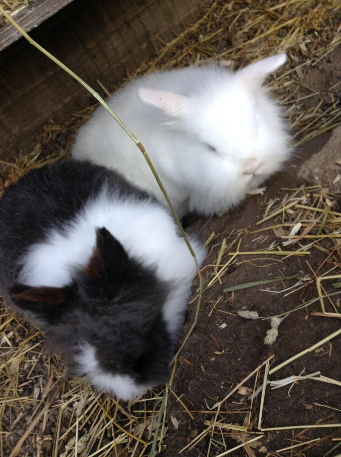 Kanin Ninus billede 2