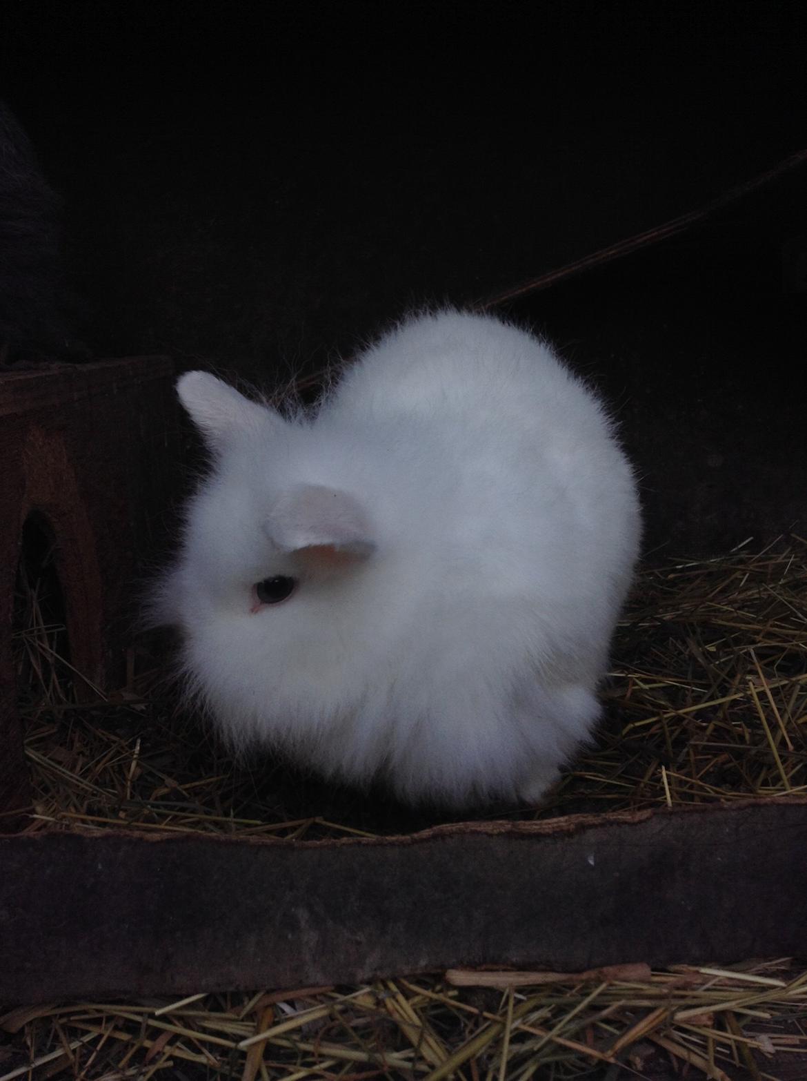 Kanin Ninus billede 3