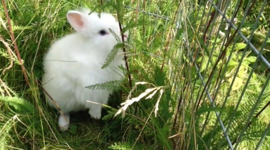 Kanin Ninus billede 5