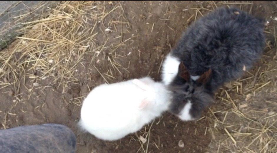 Kanin Ninus billede 6