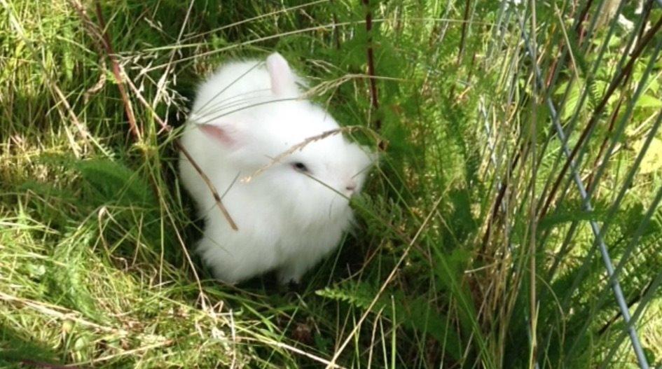 Kanin Ninus billede 4