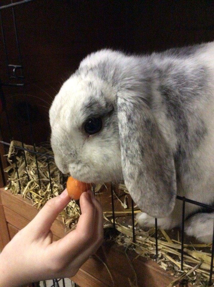 Kanin Semba! <3 - Mmmmmmm..... billede 7