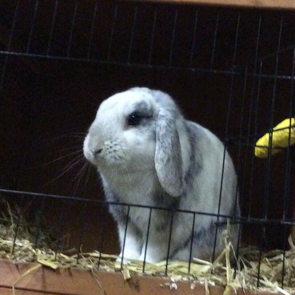 Kanin Semba! <3 - mit elskede vindue! billede 6