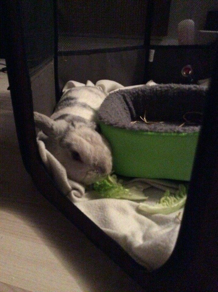 Kanin Semba! <3 - skør? bare en lille smugle... billede 13