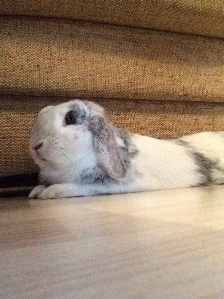 Kanin Semba! <3 - øj, det er lækkert at ligge ved siden af sofaen! billede 16