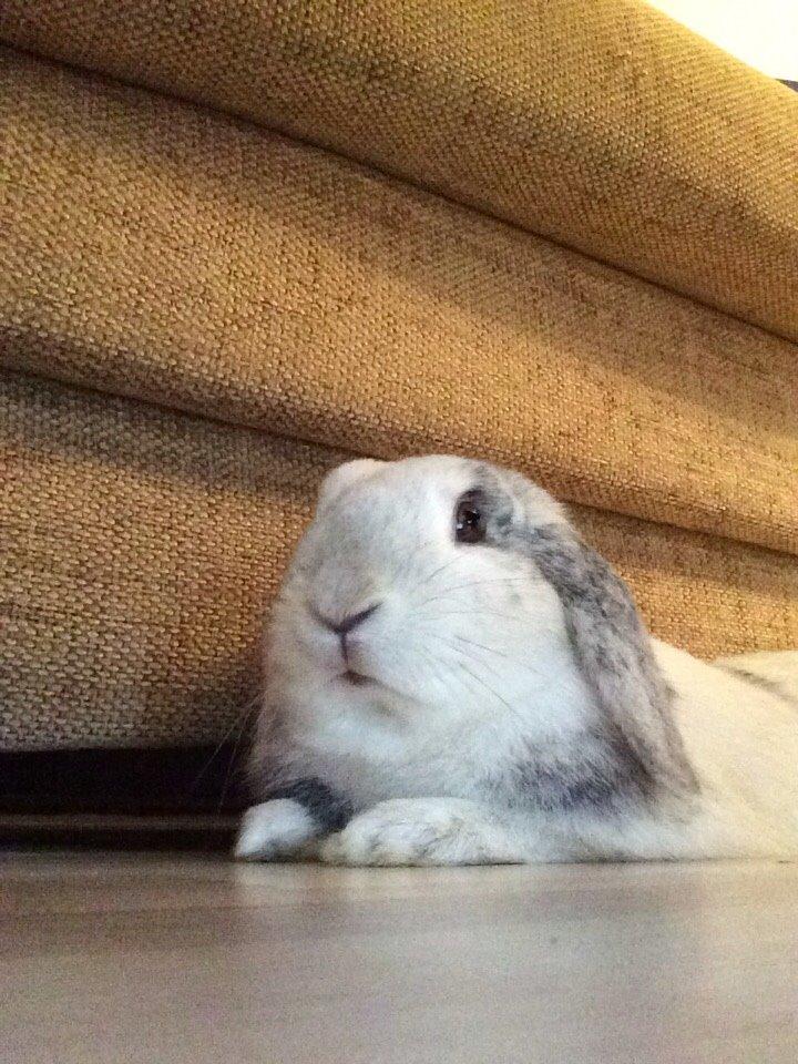Kanin Semba! <3 billede 17