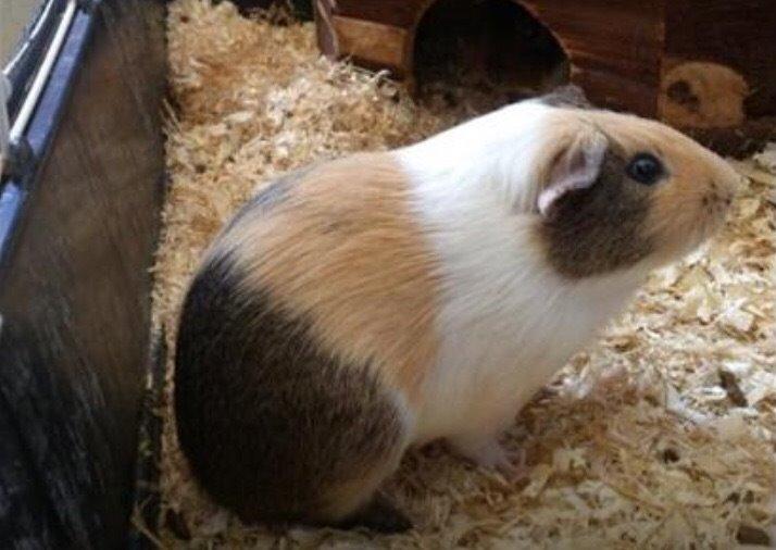 Marsvin Oskar R.I.P billede 1