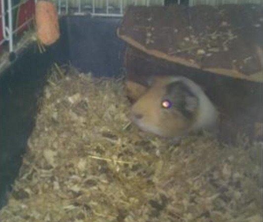 Marsvin Oskar R.I.P billede 3