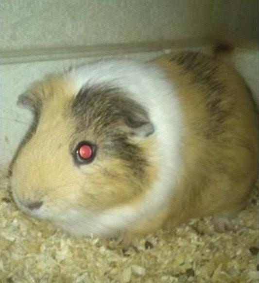 Marsvin Oskar R.I.P billede 6