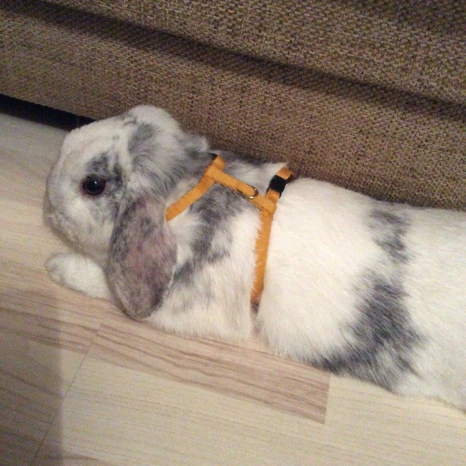 Kanin Semba! <3 billede 11