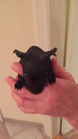 Marsvin ( Skinny) Jack O'Lantern von Fancy (kastrat) billede 6