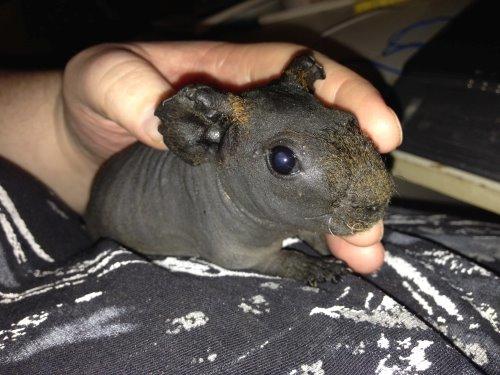 Marsvin ( Skinny) Jack O'Lantern von Fancy (kastrat) billede 8