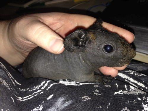 Marsvin ( Skinny) Jack O'Lantern von Fancy (kastrat) billede 7