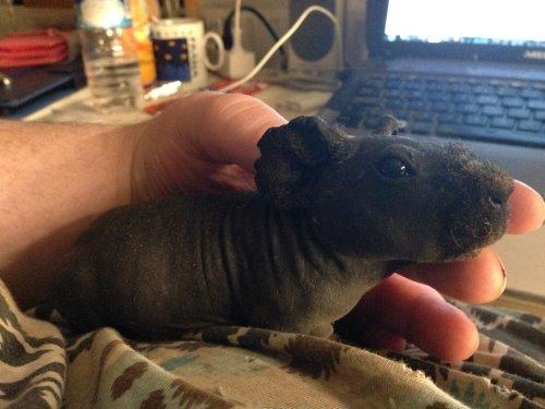 Marsvin ( Skinny) Jack O'Lantern von Fancy (kastrat) billede 10