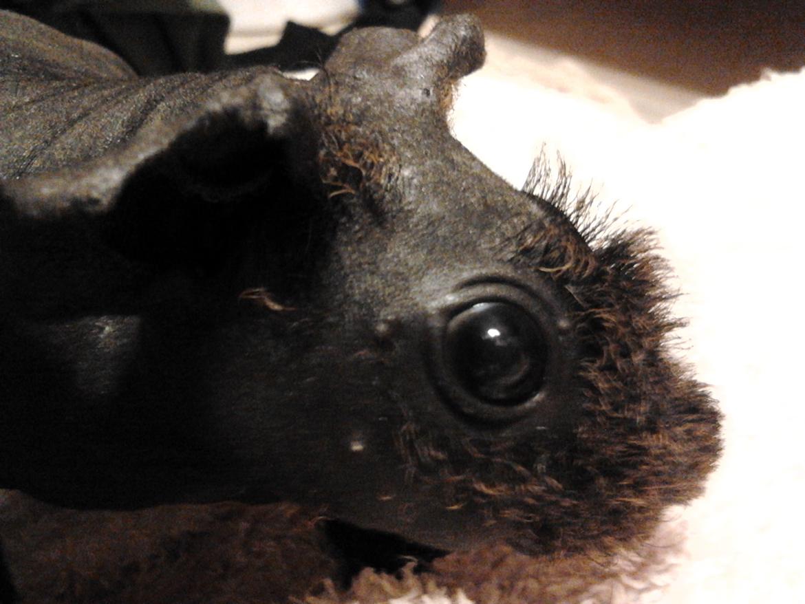 Marsvin ( Skinny) Jack O'Lantern von Fancy (kastrat) billede 11