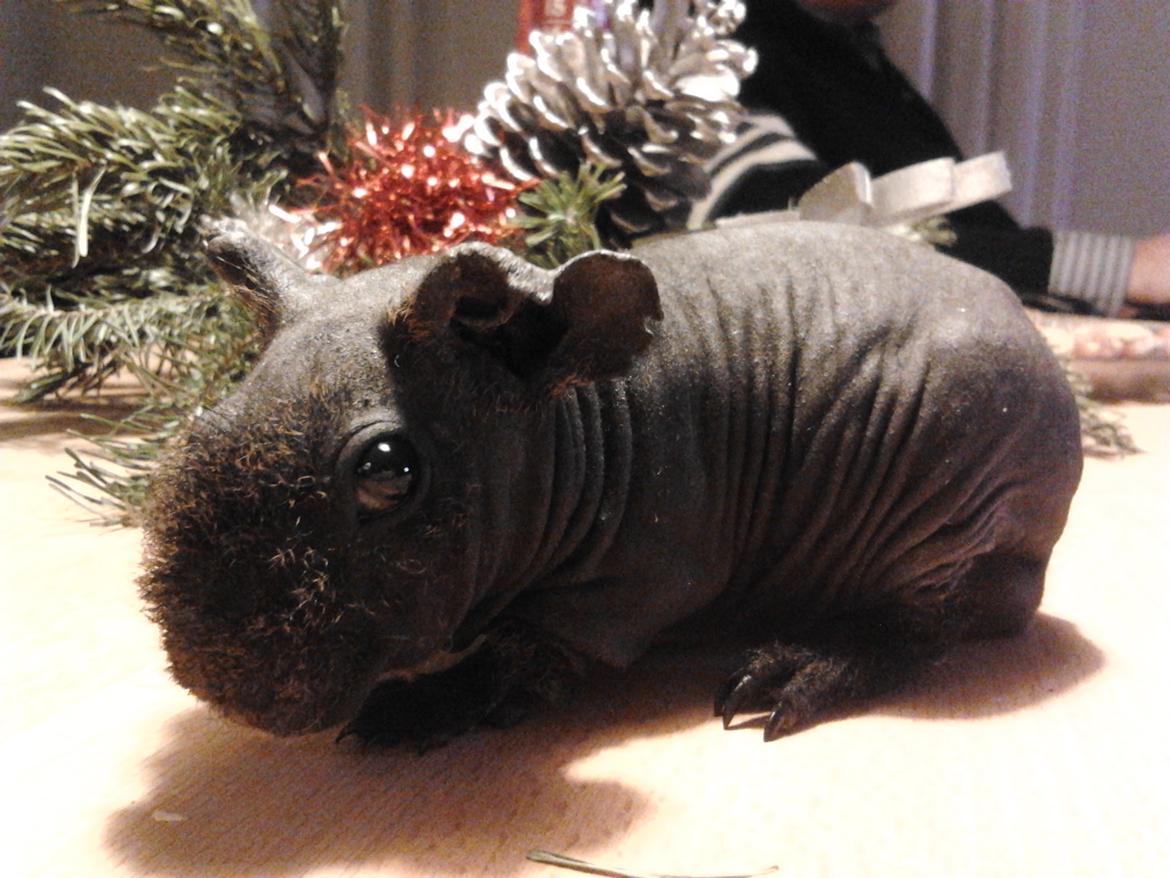 Marsvin ( Skinny) Jack O'Lantern von Fancy (kastrat) - Jack d. 3/1 - 16 billede 2