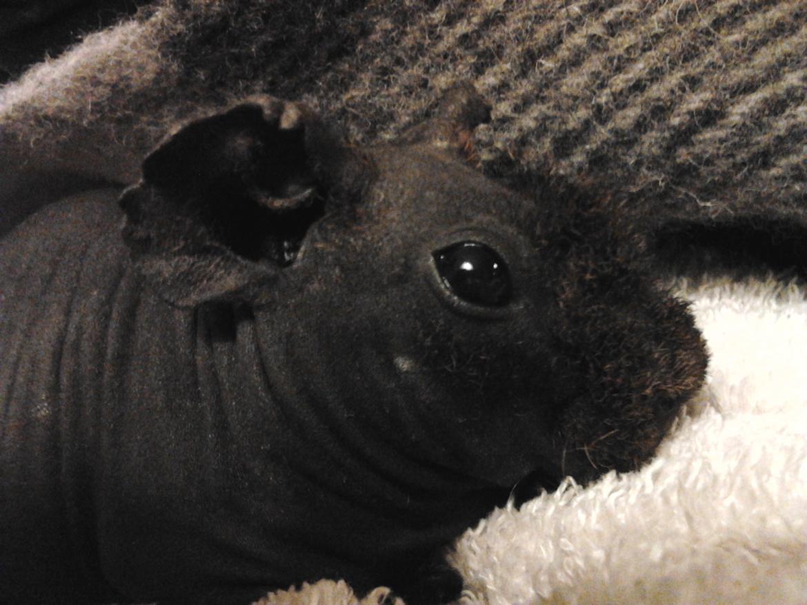 Marsvin ( Skinny) Jack O'Lantern von Fancy (kastrat) - Jack d. 3/1- 16 billede 4