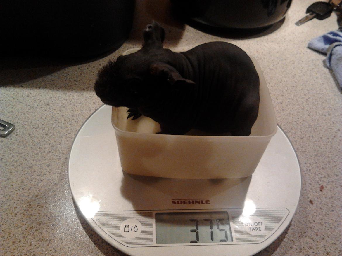 Marsvin ( Skinny) Jack O'Lantern von Fancy (kastrat) - Jack d.5/- 16 billede 3