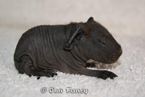 Marsvin ( Skinny) Jack O'Lantern von Fancy (kastrat) - Hel ny billede 12